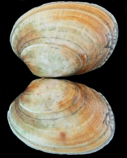 Venerupis corrugata